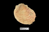 藏品(細刺海菊蛤)的圖片